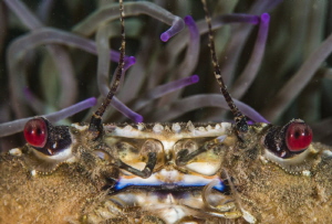 Velvet crab amongst snakelock anenome.
 
Super macro sh... by Spencer Burrows 